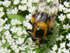 Hummel-Waldschwebfliege (Volucella var. plumata)