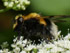 Hummel-Waldschwebfliege (Volucella var. plumata)