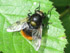 Hummel-Waldschwebfliege (Volucella bombylans var. bombylans)