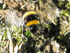 Erdhummel