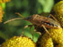 Stictopleurus abutilon